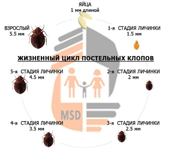 дезинфекция клопов в Подольске